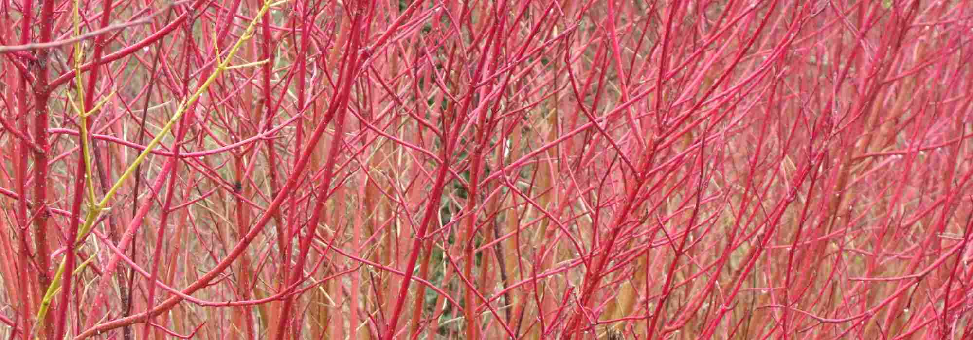 The most colourful decorative dogwoods