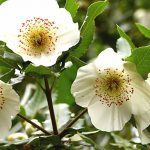 Associate Eucryphia, a beautiful summer-flowering bush.