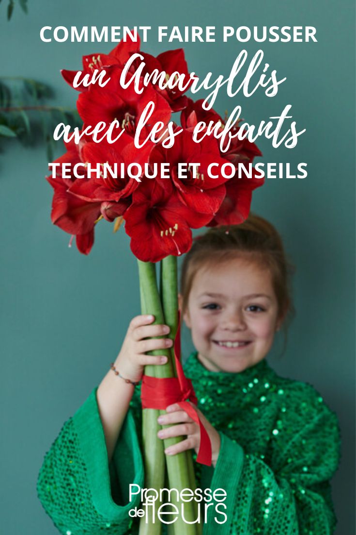 Growing an Amaryllis with children Tutorial with children: planting a Amaryllis bulb