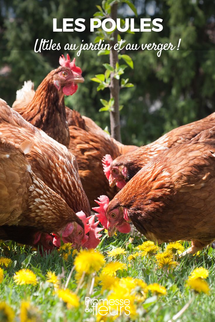 The Hen: A Useful Helper in the Garden and Orchard gardener's allied hens