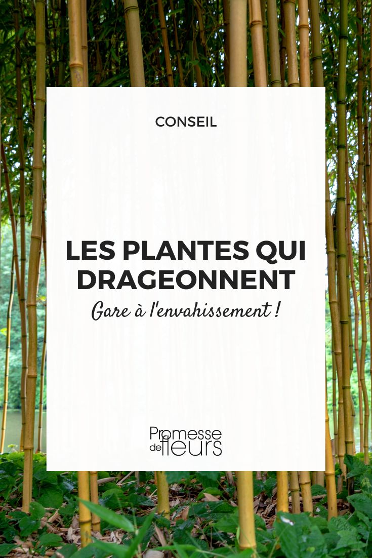 Plants that sucker phyllostachys