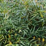 7 Mahonias flowering in autumn