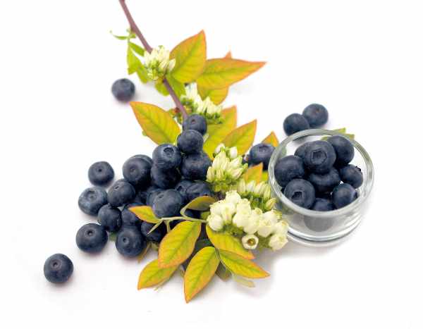 Blueberry 'Yello Berryblue'®