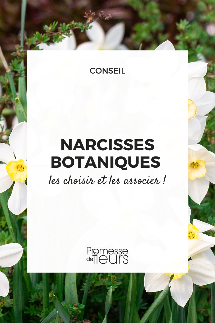 Botanical Daffodils: Choosing and Pairing Them