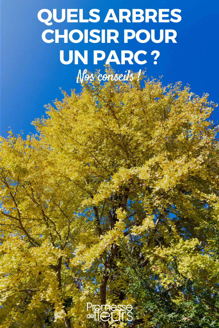 Choose a young plant to plant in a park.