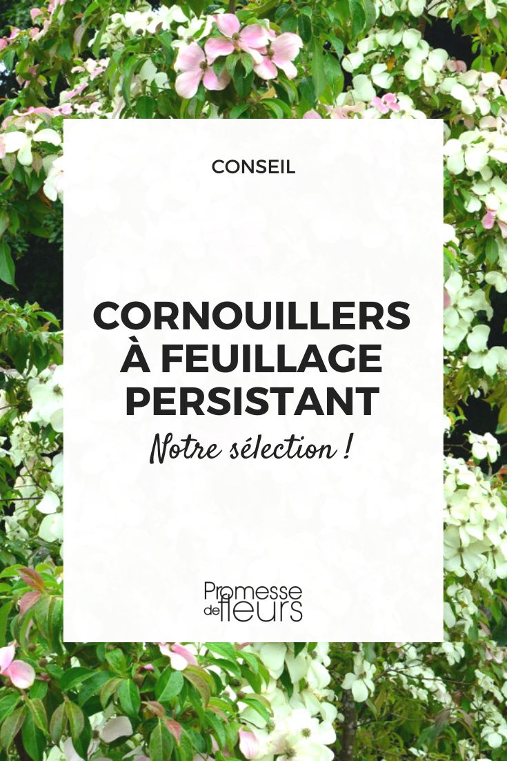 An Evergreen Dogwood