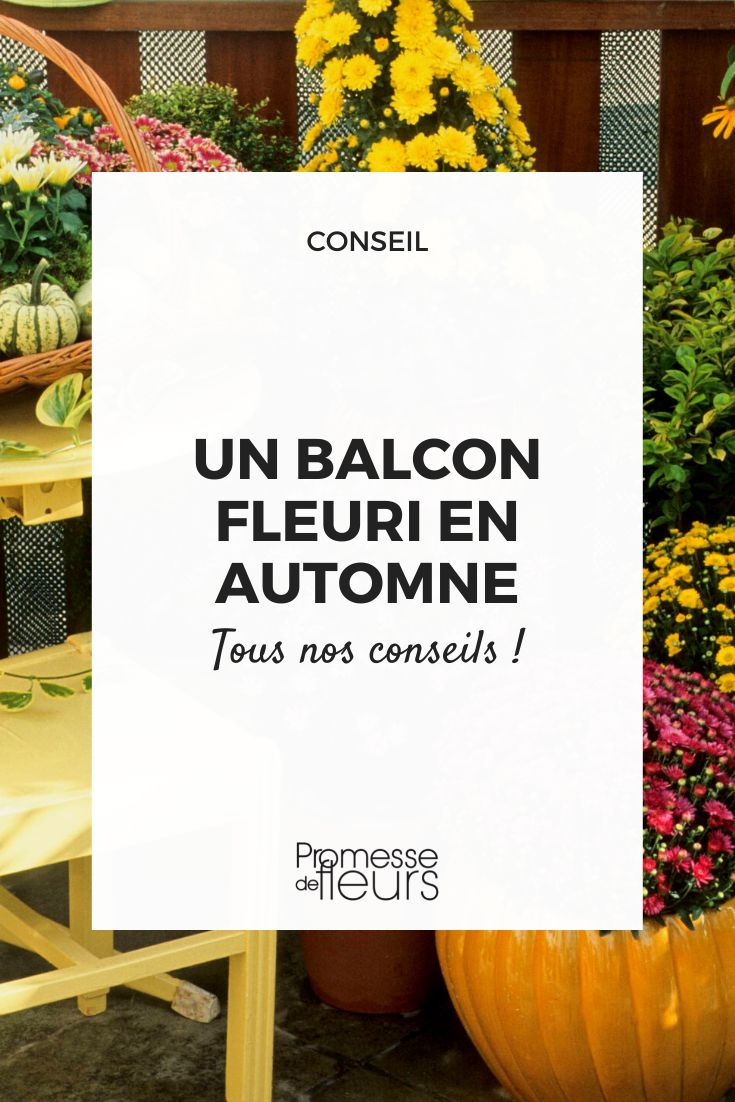 A Flowering Balcony in Autumn: Our Tips Plants to flower your balcony in autumn