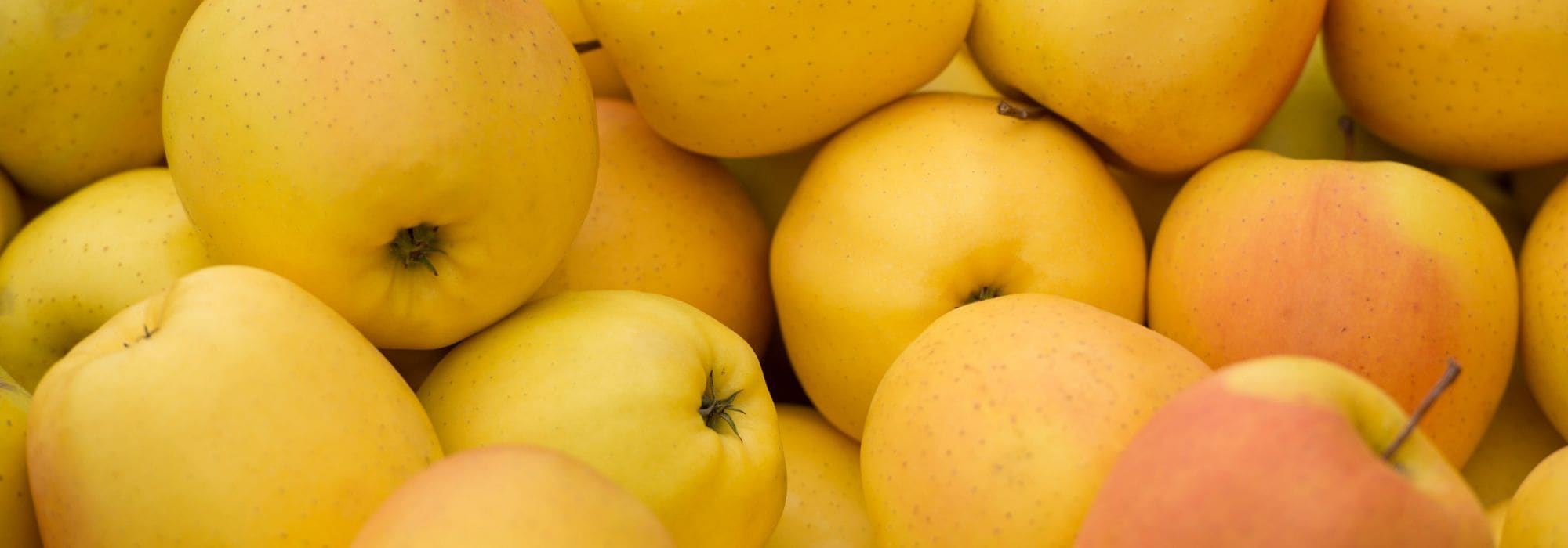 Yellow apple: the 5 best varieties to plant in the orchard