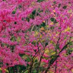 Trees for all seasons