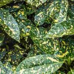 Associate the Aucuba or Japanese Laurel