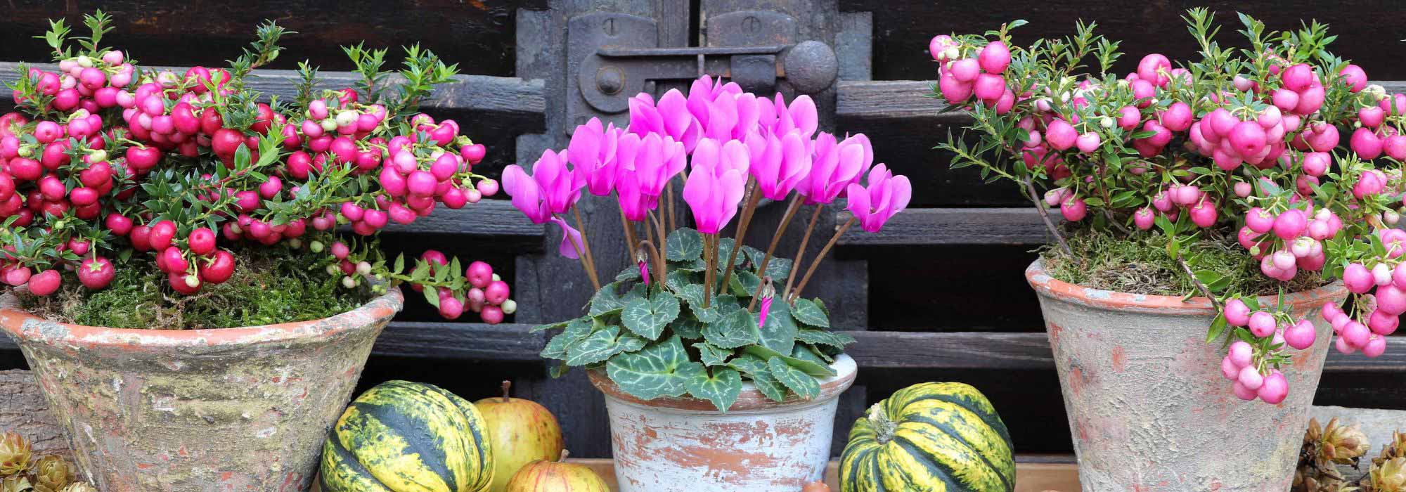 A flowering balcony in autumn: our tips