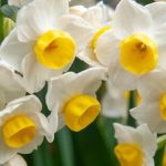 9 fragrant spring bulbs