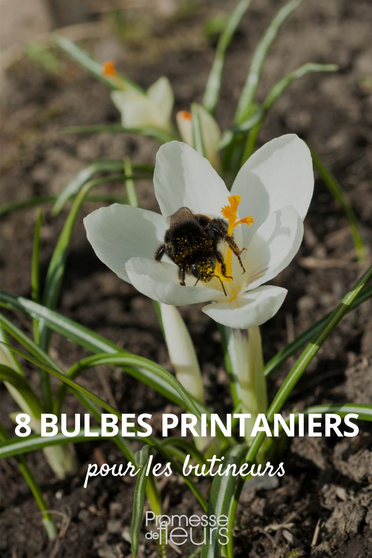 spring-flowering bulbs for pollinators spring-flowering bulbs for pollinators