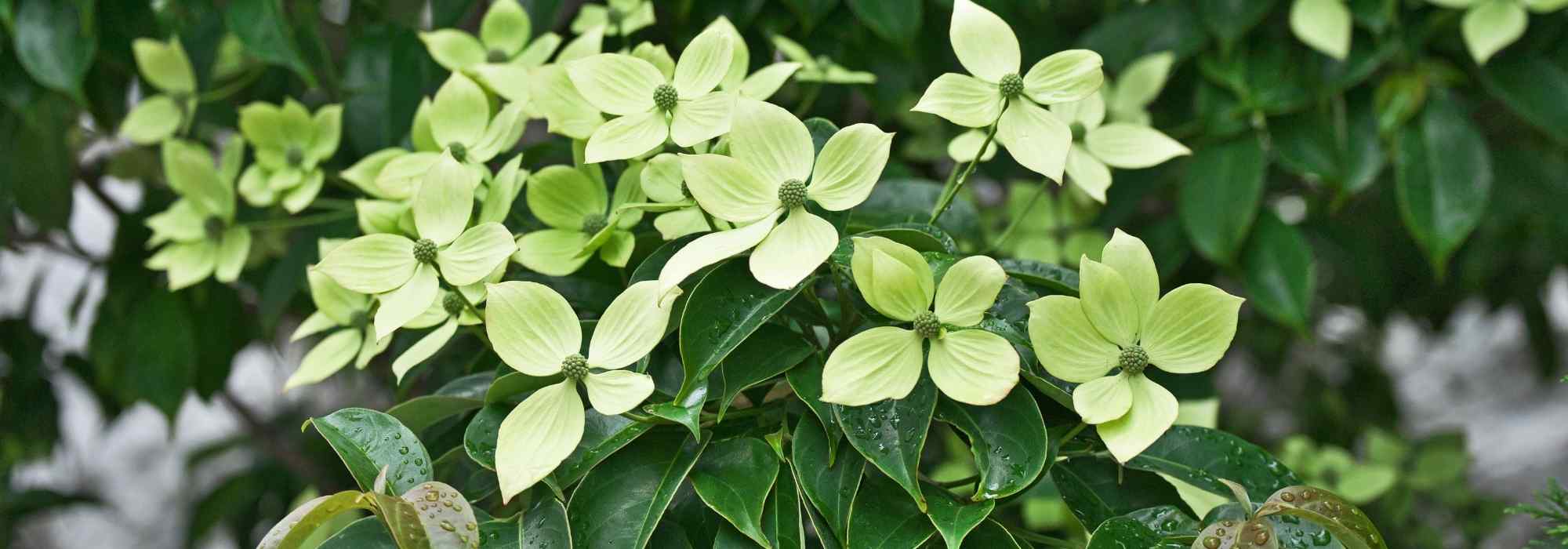 Does a cornus with evergreen foliage exist?