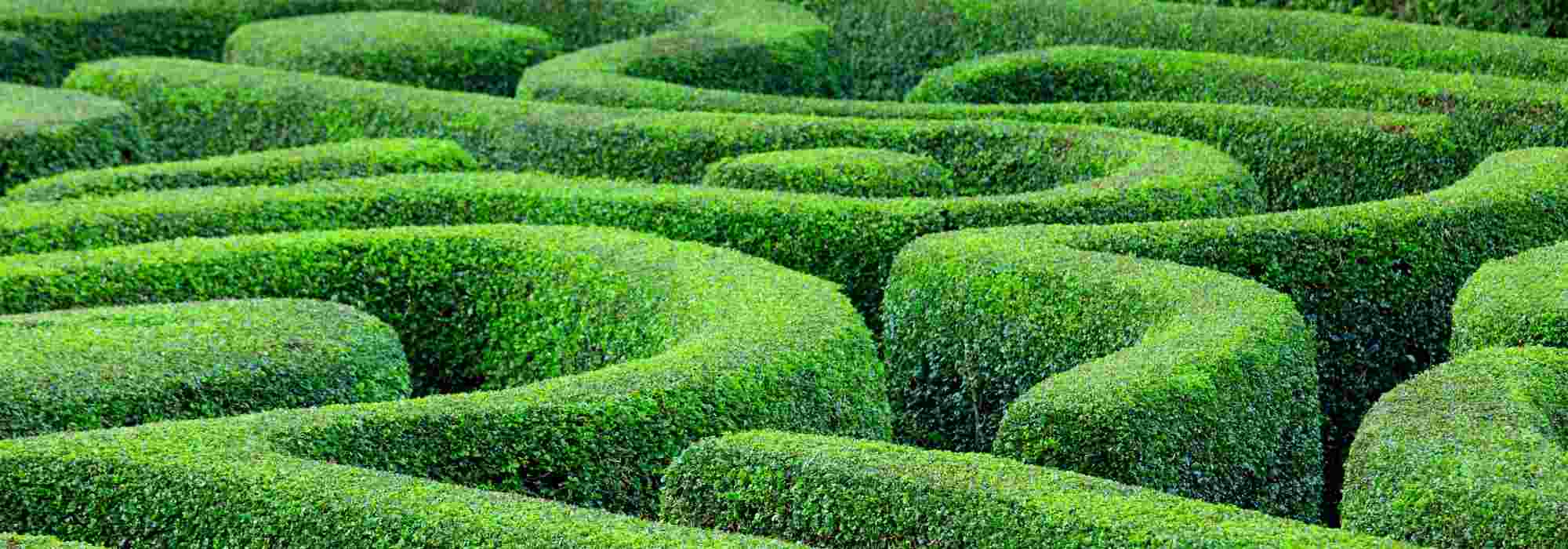 Making a maze in the garden