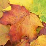 Leaf collection: what does the law say?