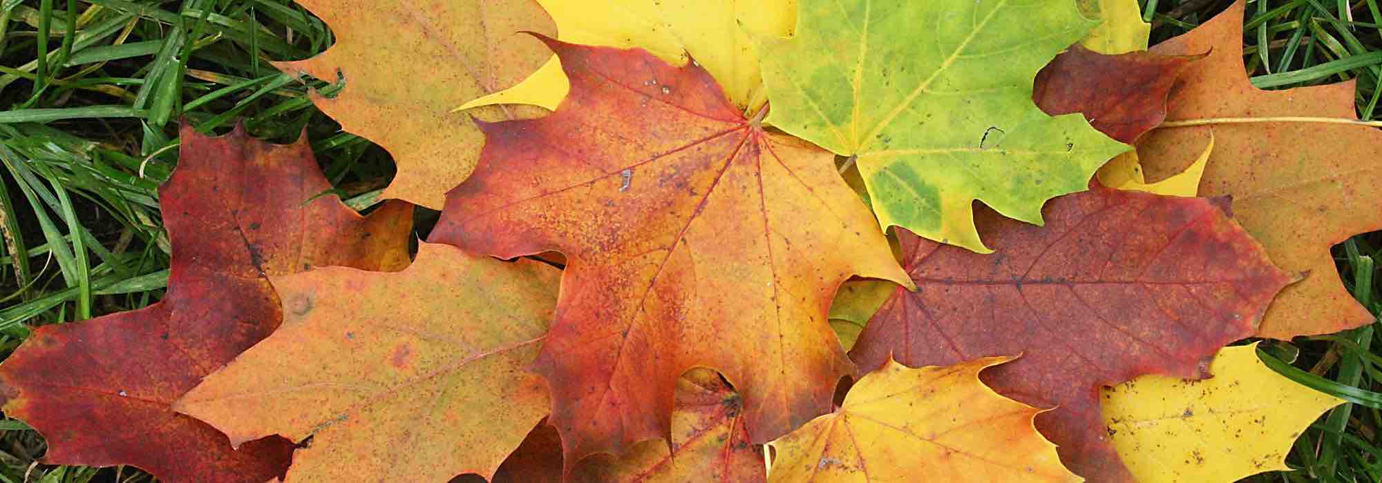 Leaf collection: what does the law say?