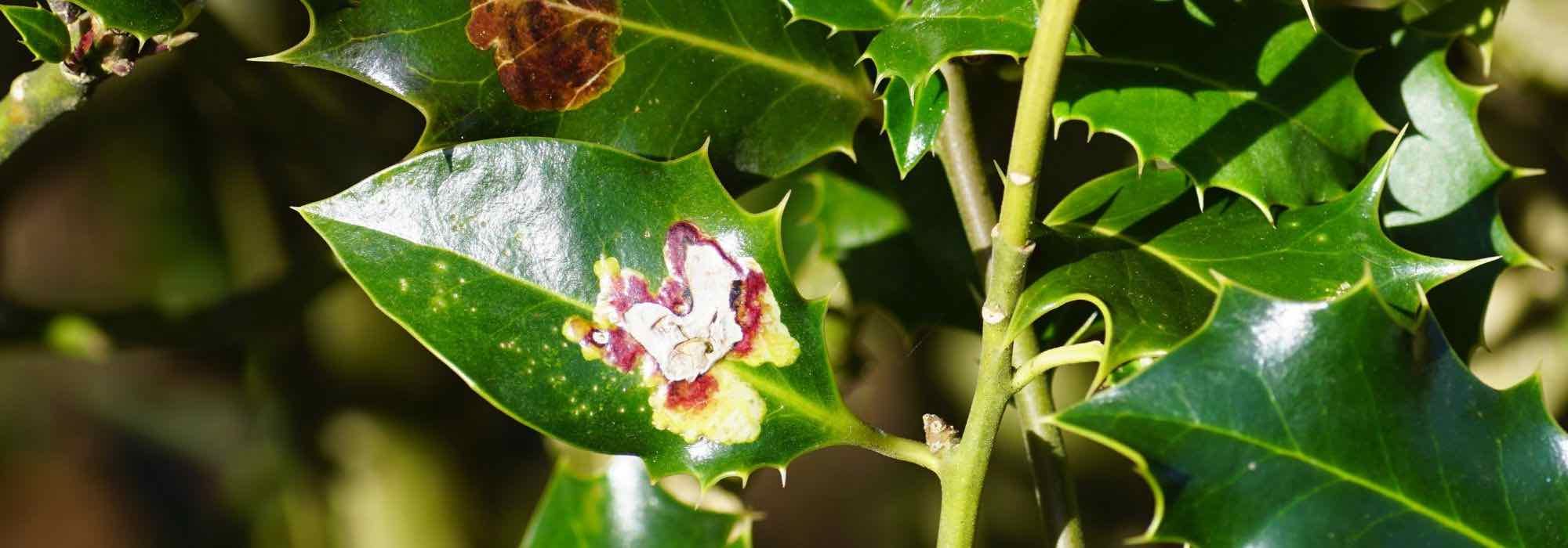 Holly diseases and pests