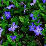 Choosing periwinkles