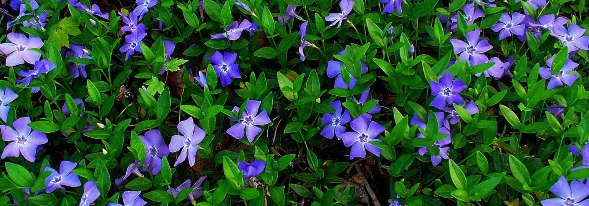 Choosing periwinkles