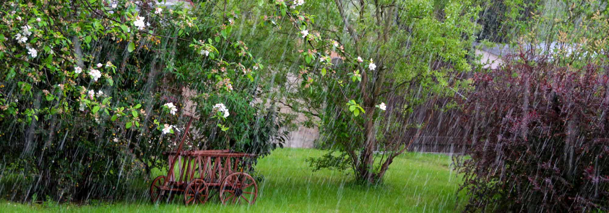 Heavy Rainfall: Our Tips to Protect Your Garden