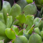 How to choose a Beard?