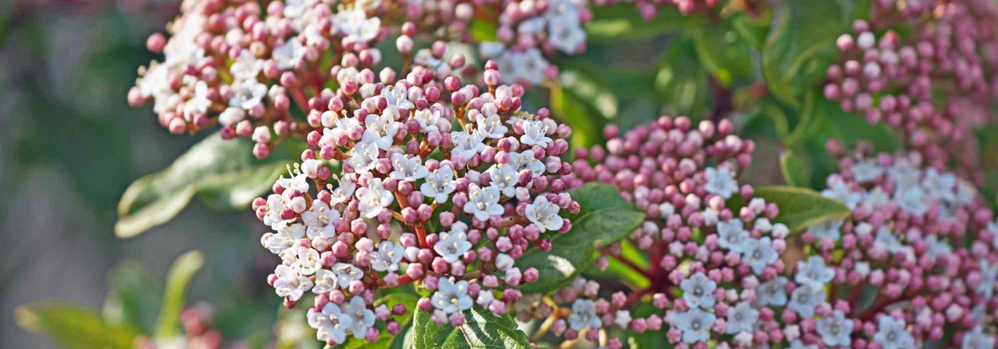 Associate the laurel tin