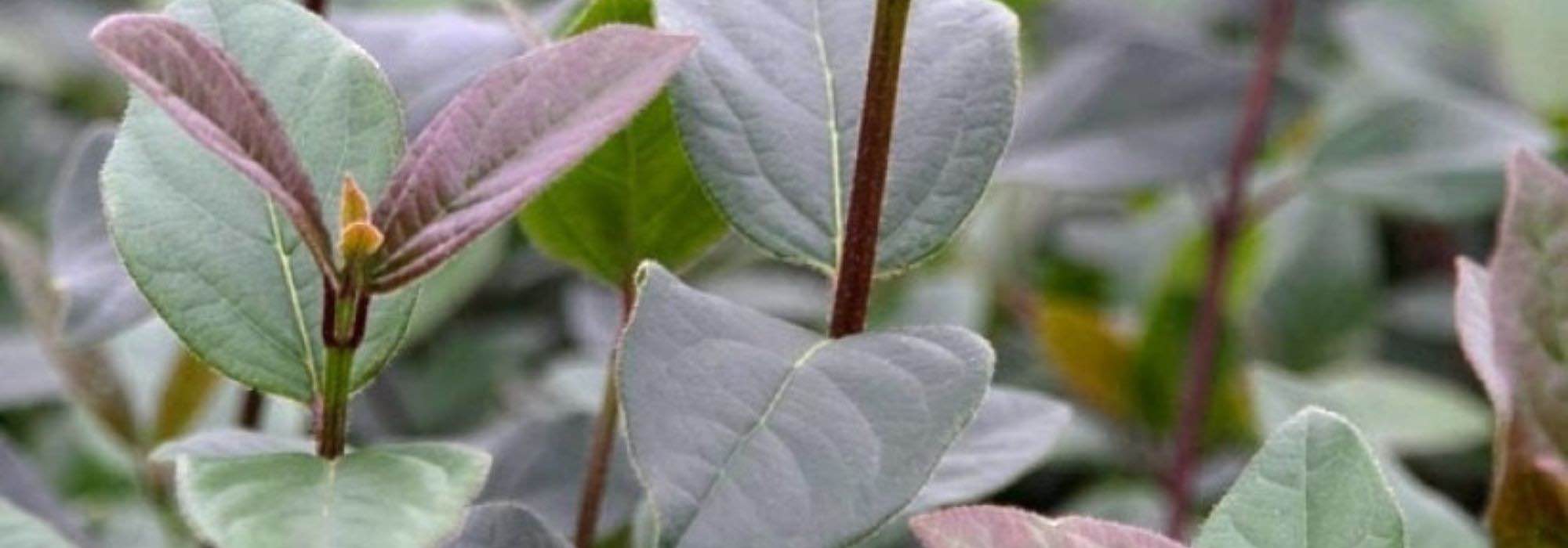 6 evergreen viburnums