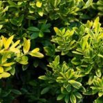 Hollies for low hedges