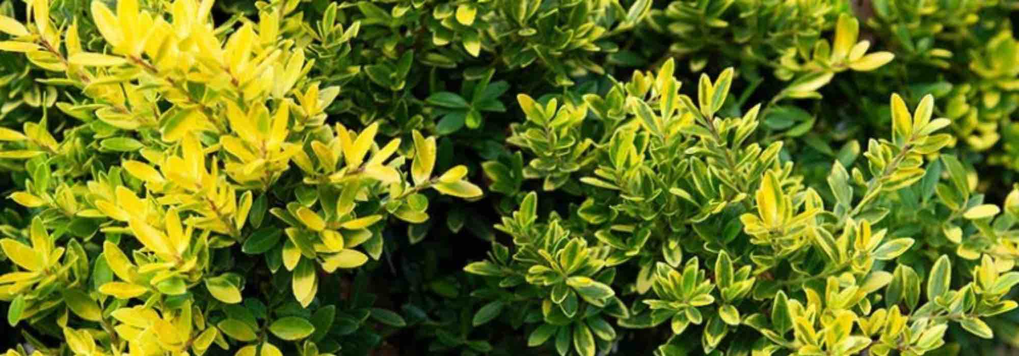 Hollies for low hedges