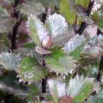 Growing a holly in a pot