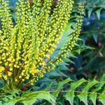 Choosing a Mahonia