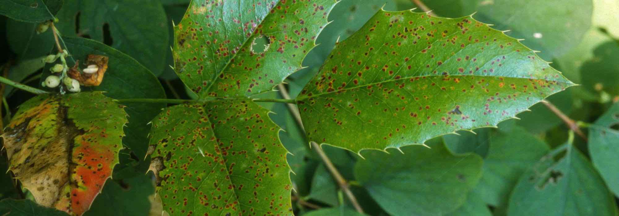 Diseases and pests of Mahonia