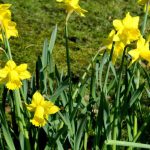Botanical daffodils: how to choose and combine them