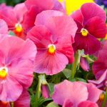 Pansies: how to choose them well in 4 points?