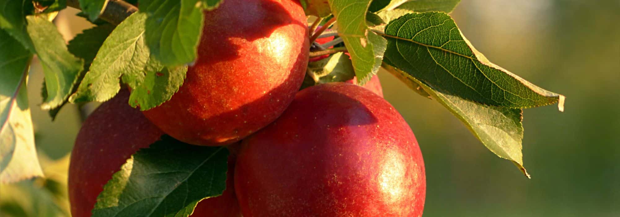Red Apple: The 5 Best Varieties