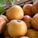 6 late apple varieties
