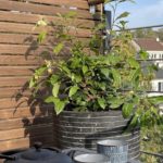 Fall in love with the tea plant Théojardin: the first variety to grow in the garden!