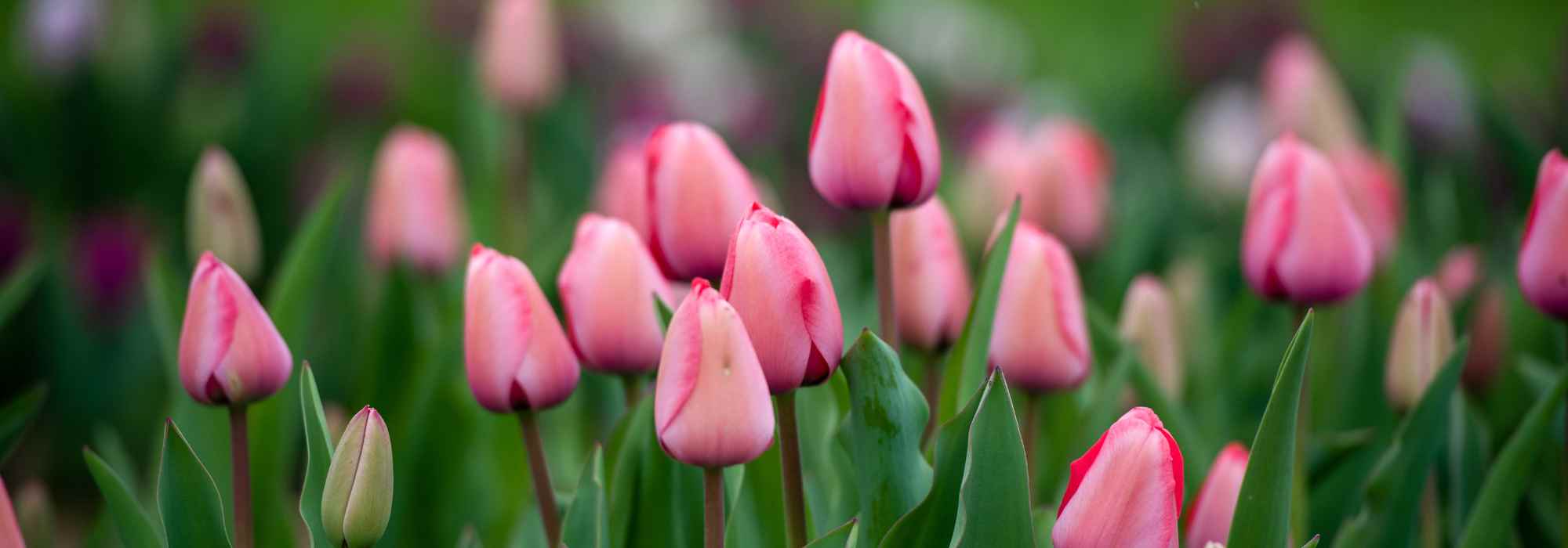 6 pink-flowered tulips