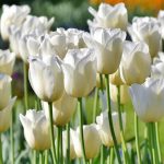 8 white flowered tulips