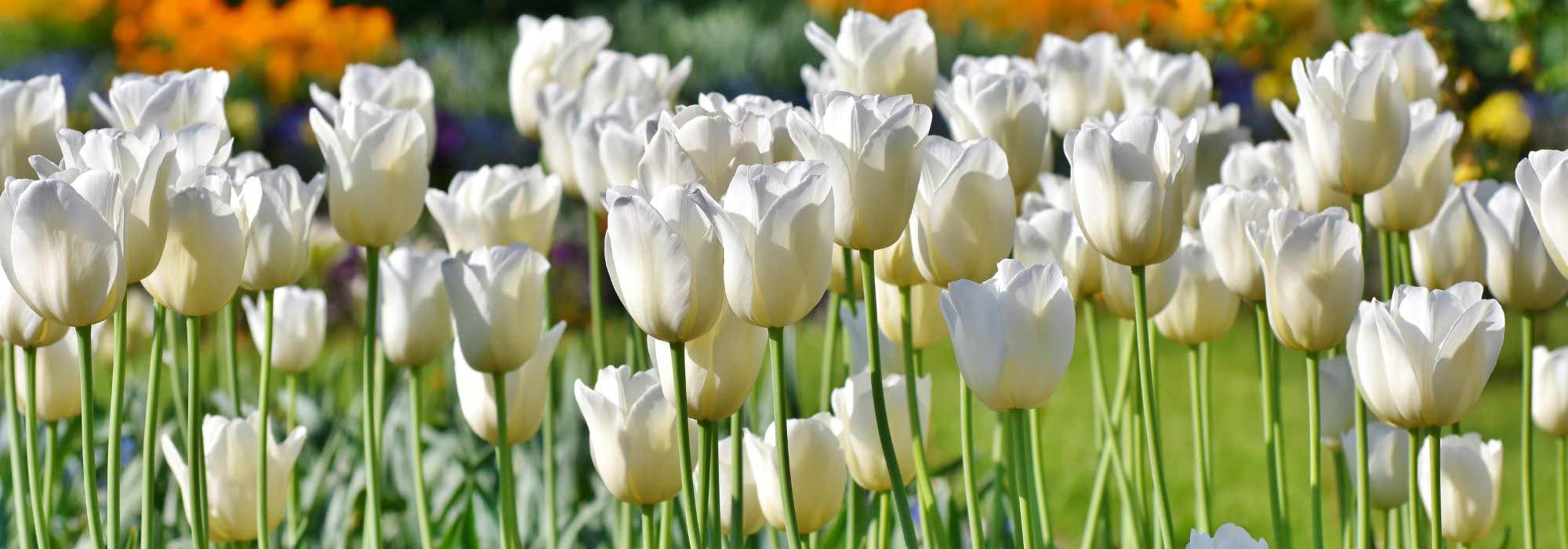 8 white flowered tulips