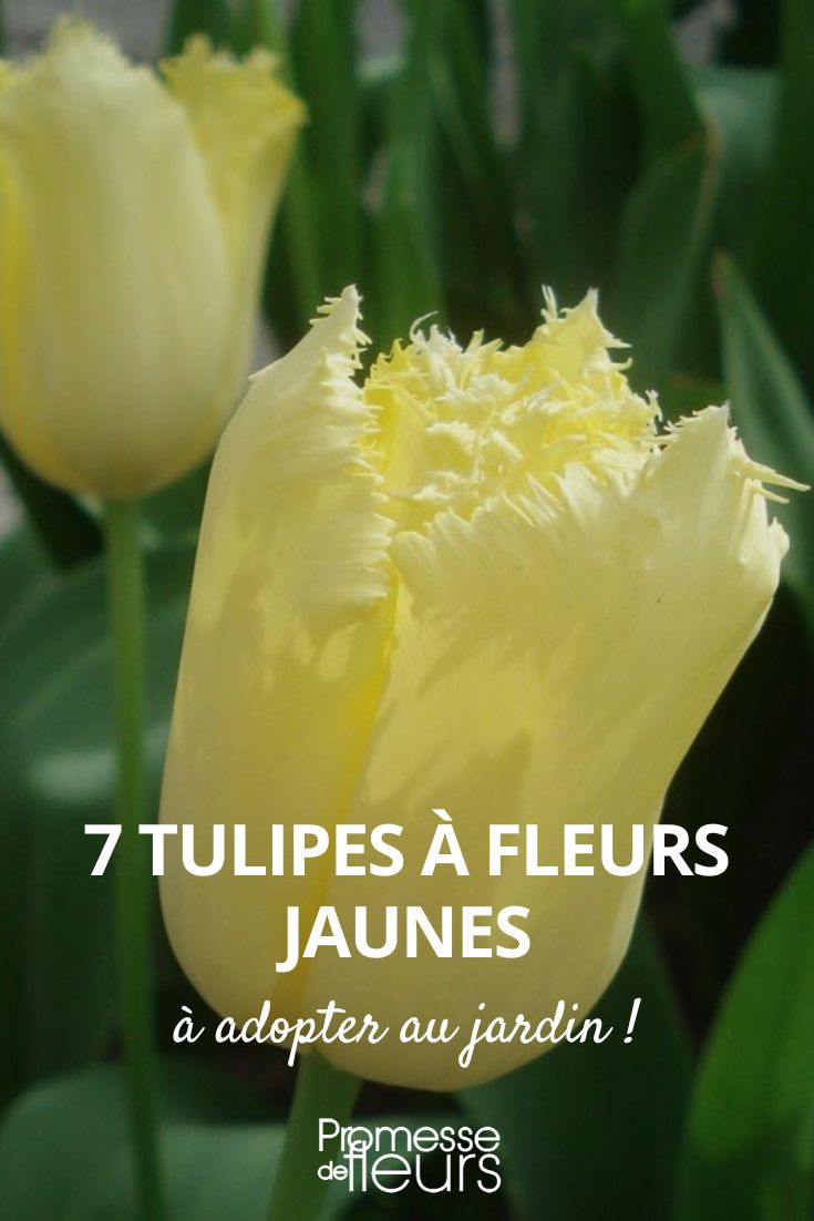 7 yellow tulip flowers