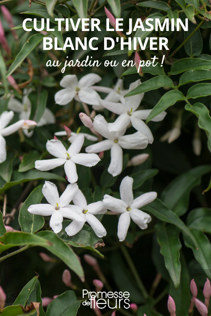Cultivating winter white jasmine in the garden or in a pot Jasminum polyanthum Flowers