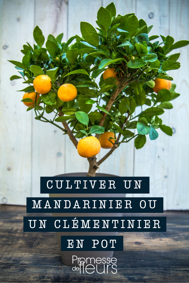 Growing a mandarin tree or a clementine tree in a pot Young mandarin plant in a pot