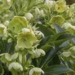 Hellebores: the reliable choices
