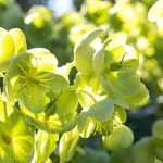 Botanical Hellebores