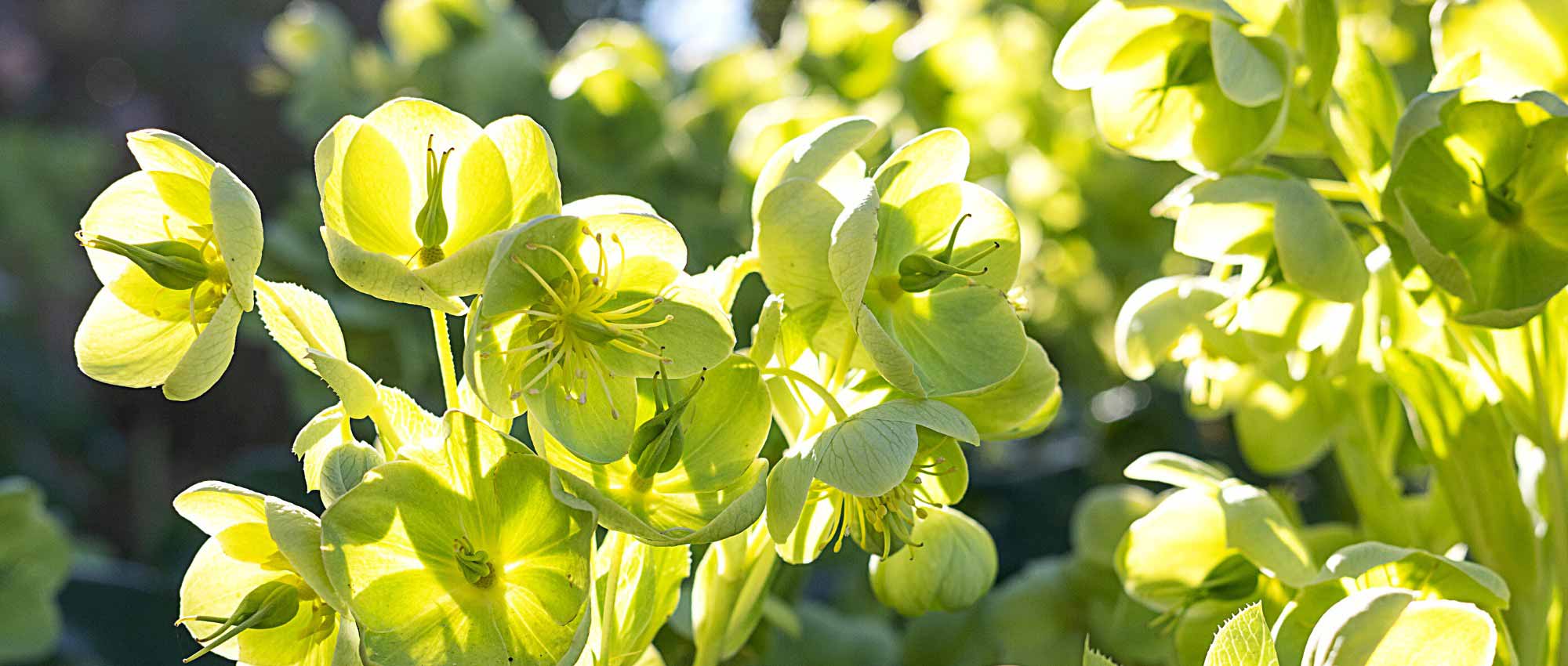 Botanical Hellebores