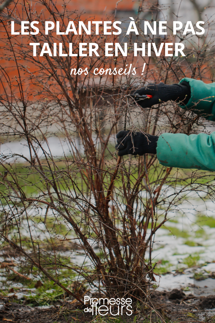 Plants not to prune in winter Bush Pruning in Winter