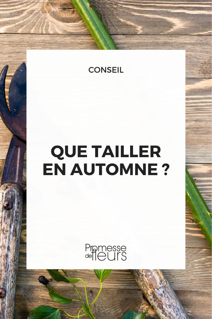 **Pruning in Autumn**
Autumn is the perfect time to prune various plants in your garden. Here are some tips to guide you in this important task:
**Shrubs and Trees:**
- **Deciduous Shrubs:** Prune them to remove dead or damaged branches, as well as to shape them.
- **Evergreen Shrubs:** Lightly prune to maintain their shape and remove any dead branches.
- **Fruit Trees:** Prune to remove dead wood, improve air circulation, and shape the tree for better fruit production.
**Perennials:**
- **Herbaceous Perennials:** Cut back the stems to ground level once they have died back.
- **Grasses:** Trim them down to a few inches above the ground to allow new growth in spring.
**Roses:**
- **Hybrid Teas and Floribundas:** Prune them to reduce their height and prevent wind damage.
- **Shrub Roses:** Remove dead or diseased wood and shape the plant.
Remember to use sharp tools to make clean cuts and always prune at a slight angle above a bud. Happy pruning! Pruning and trimming to be done in autumn