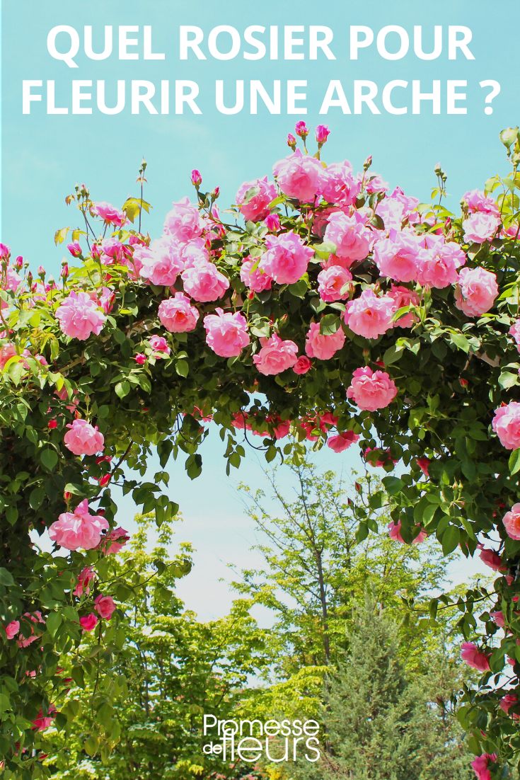 Which rose for flowering on an arch Climbing roses for arch